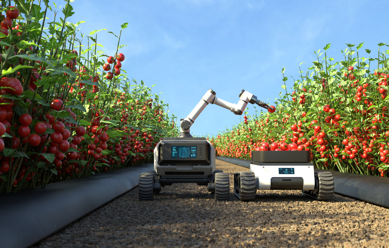 application robotics tomato picking 1739883170