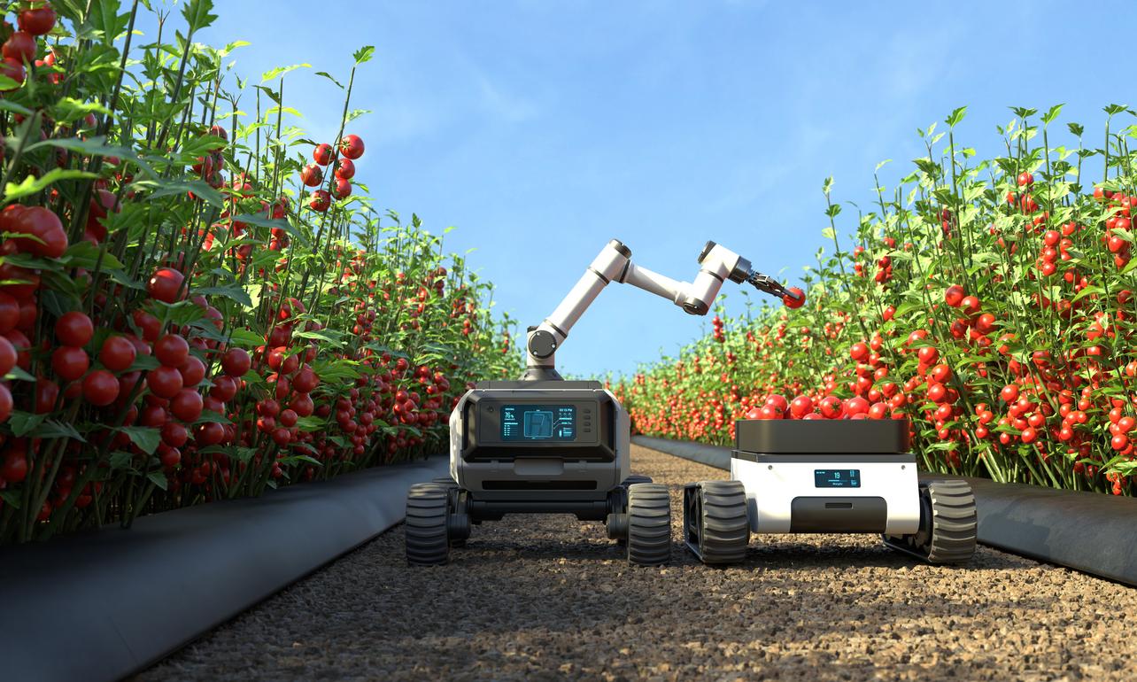 application robotics tomato picking 1739883170